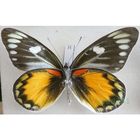 Delias zebuda Hewitson, 1862 male reverse Indonesia, Sulawesi31